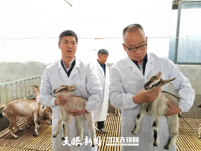 “羊”眉吐气发“羊财”｜科技赋能助推黔北麻羊产业提质增效